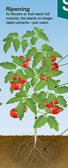 گوجه فرنگی پارس