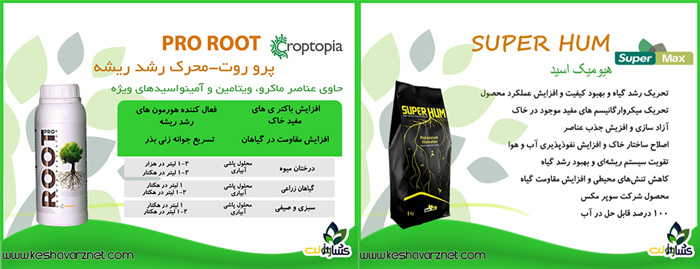 برنامه غذایی کاهو