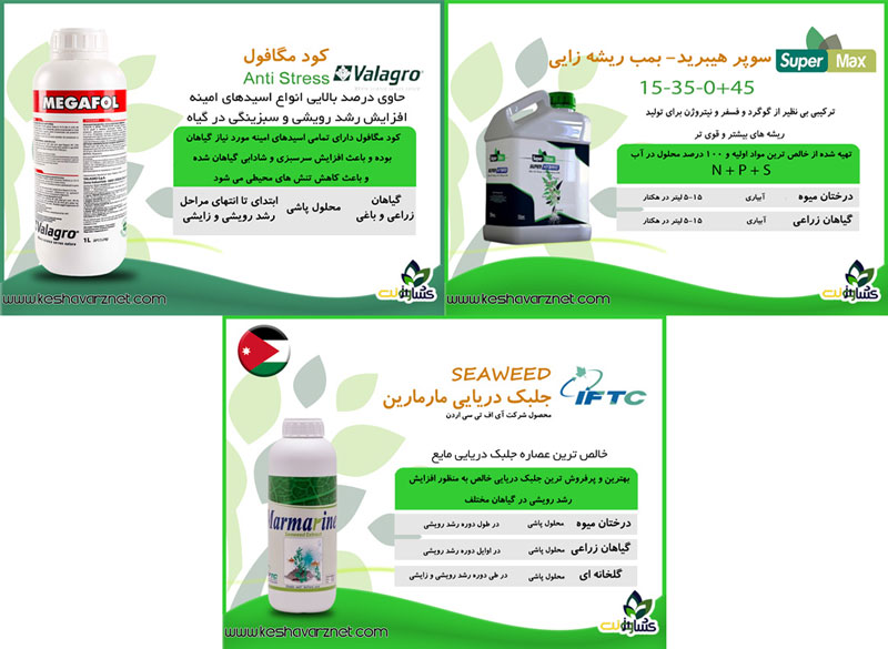 برنامه غذایی کاهو