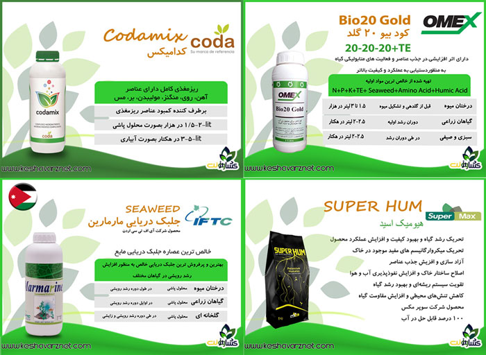 برنامه غذایی کاهو