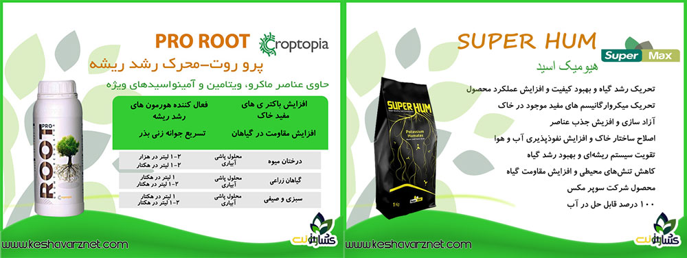 برنامه غذایی هندوانه