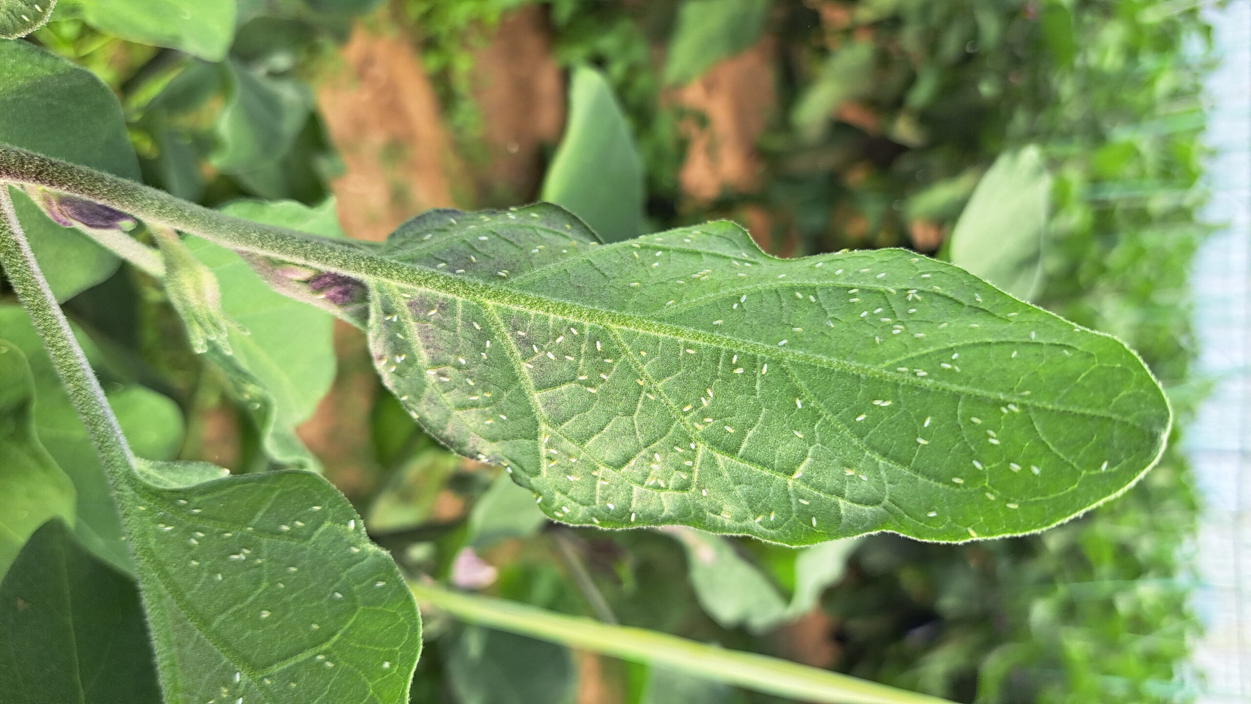 حشره کش ونتیگرا