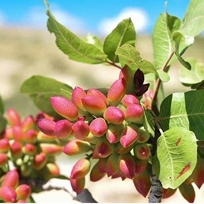 کود 121236 تروفرت