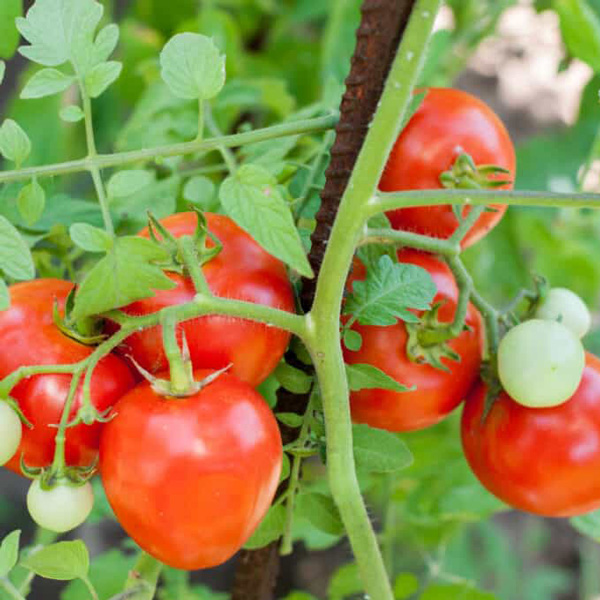 کود 121236 تروفرت