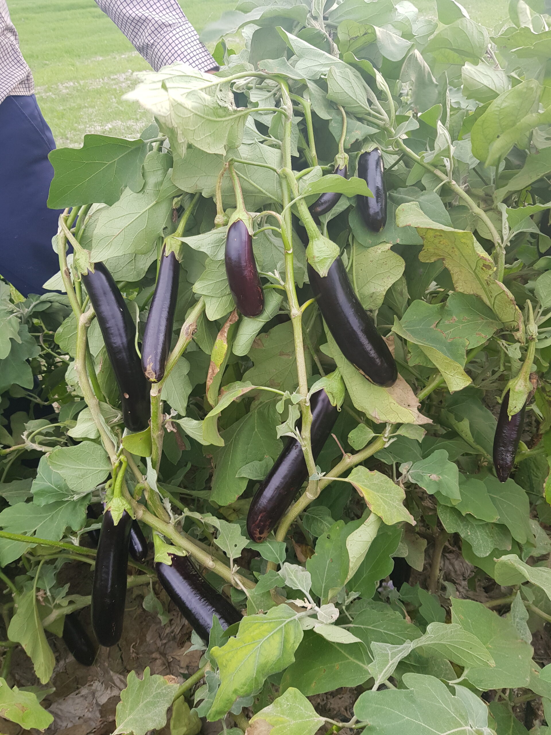 بذر بادمجان پربار سمبرا بذر بادمجان پربار سمبرا