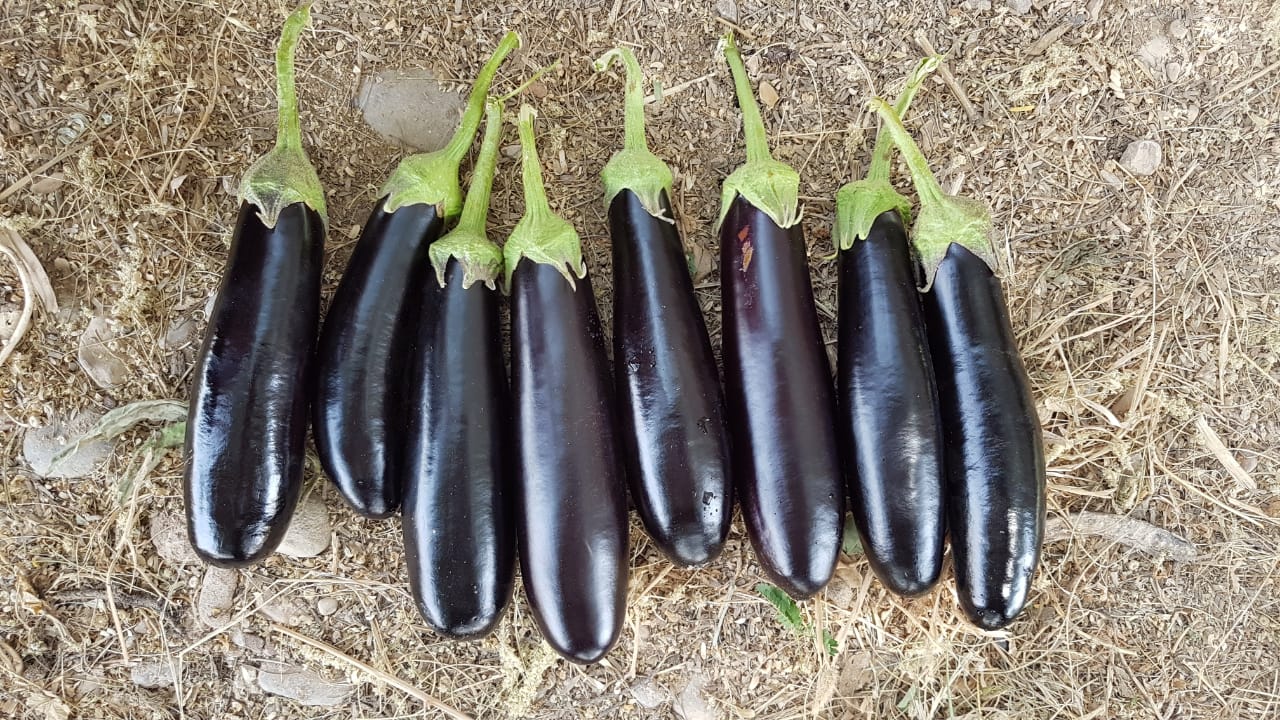 بذر بادمجان پربار سمبرا بذر بادمجان پربار سمبرا