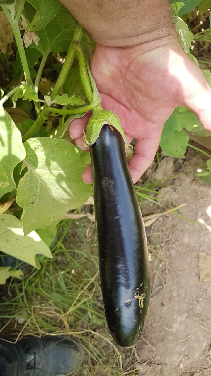 بذر بادمجان پربار سمبرا بذر بادمجان پربار سمبرا