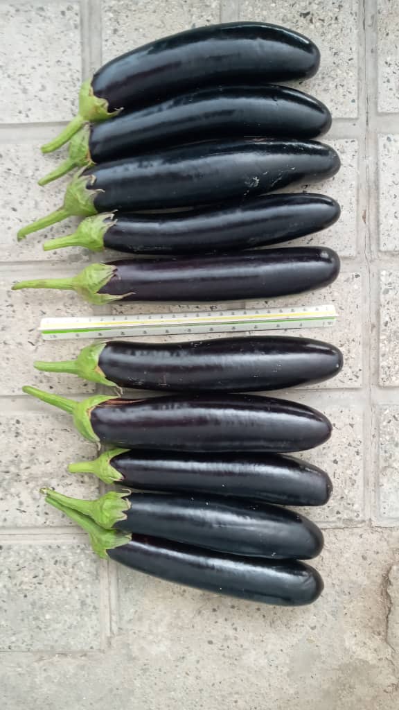 بذر بادمجان پربار سمبرا بذر بادمجان پربار سمبرا