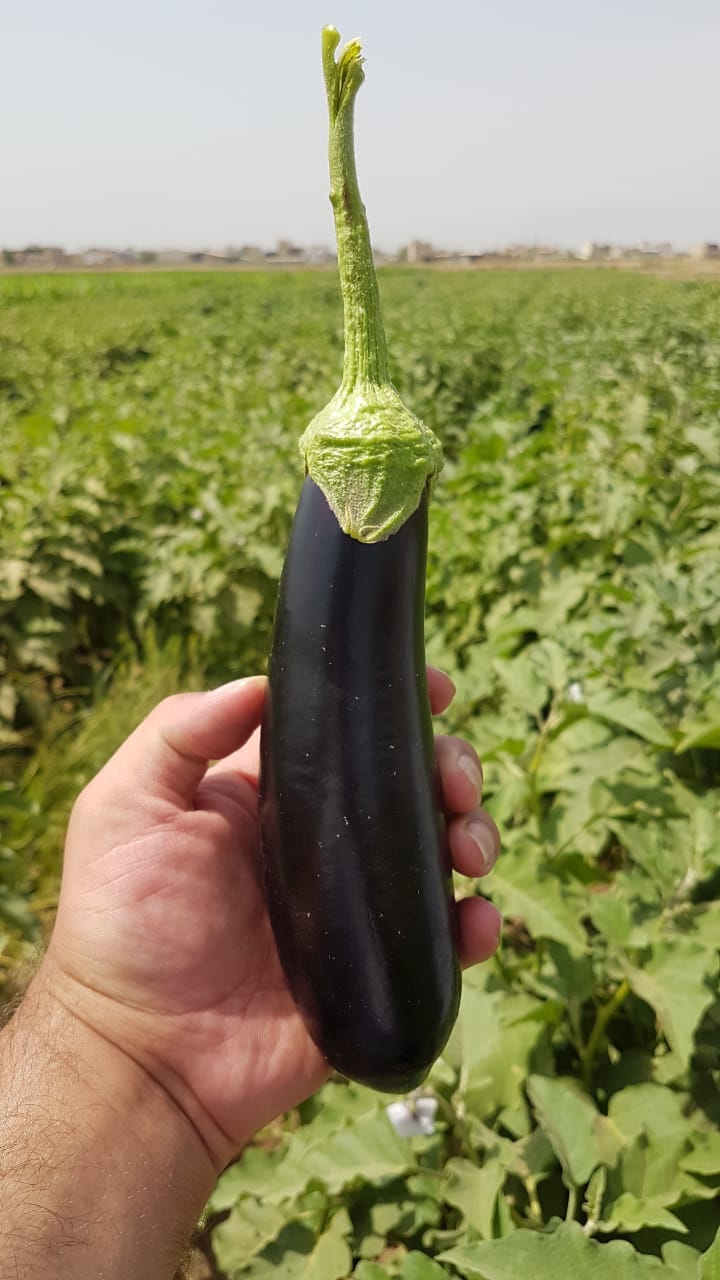 بذر بادمجان پربار سمبرا بذر بادمجان پربار سمبرا