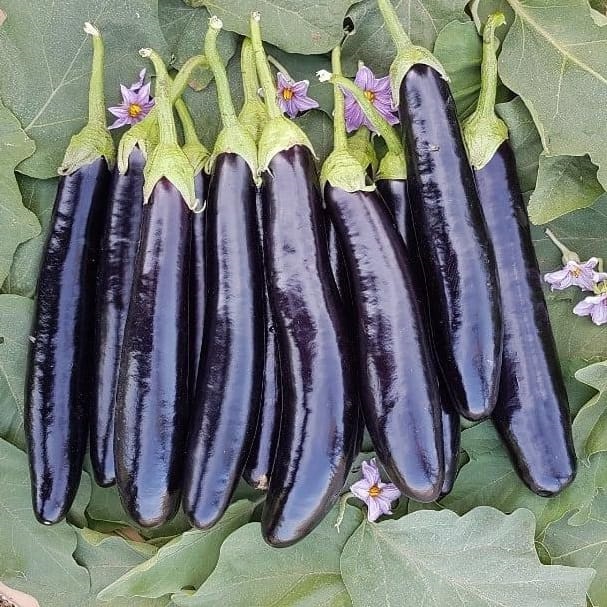 بذر بادمجان پربار سمبرا بذر بادمجان پربار سمبرا