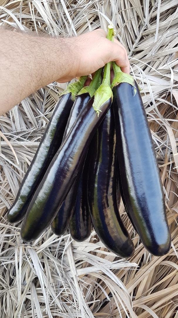 بذر بادمجان پربار سمبرا بذر بادمجان پربار سمبرا