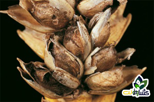 بیماریهای گندم