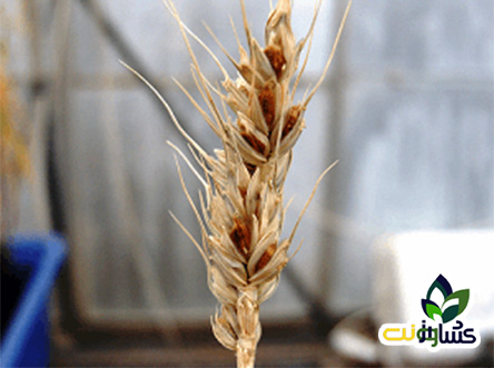 بیماریهای گندم