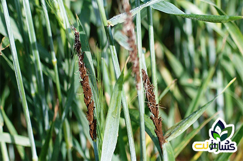 بیماریهای گندم