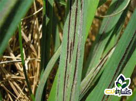 بیماریهای گندم