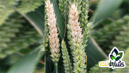بیماریهای گندم