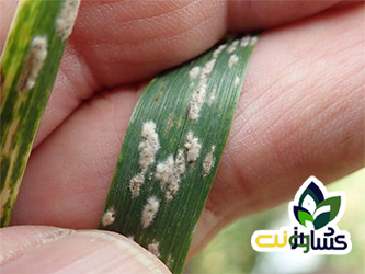 بیماریهای گندم