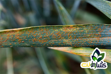بیماریهای گندم