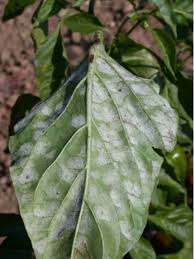 آفات و بیماری های فلفل دلمه