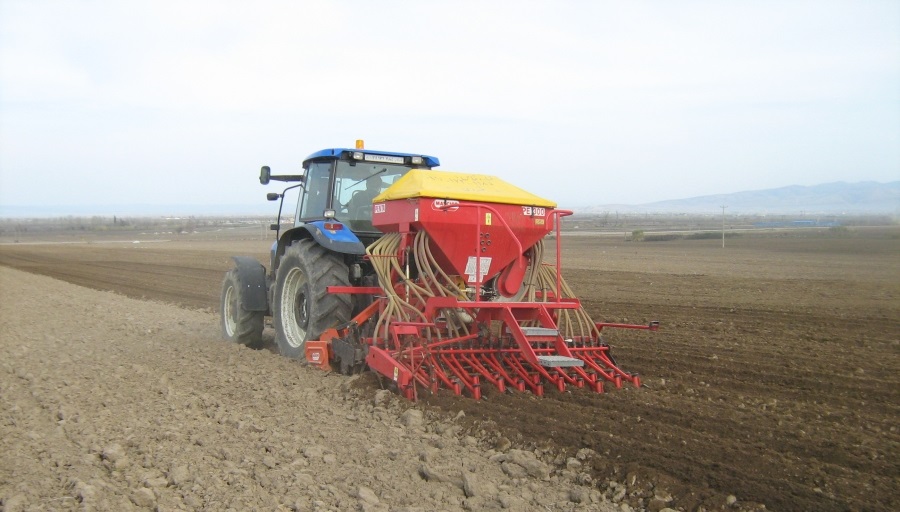 پنجه زنی گندم