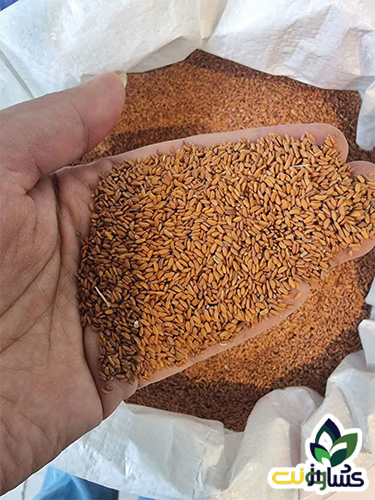 بذر شاهی و روش کاشت شاهی بذر شاهی و روش کاشت شاهی