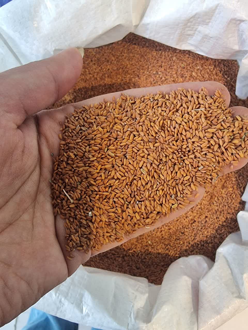 بذر شاهی و روش کاشت شاهی بذر شاهی و روش کاشت شاهی